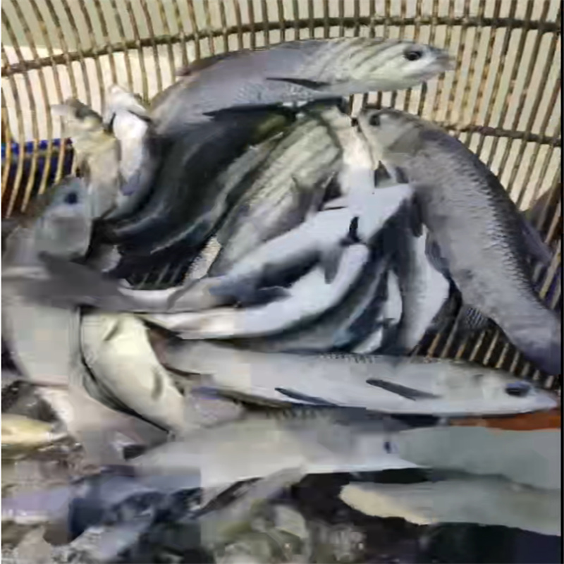 乐山观赏鱼靓，赏心悦目乐无穷-- 乐山鱼苗养殖专业合作社