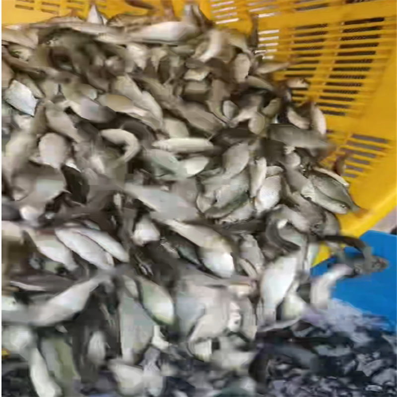 乐山淡水鱼苗佳，助力养殖增收-- 乐山鱼苗养殖专业合作社