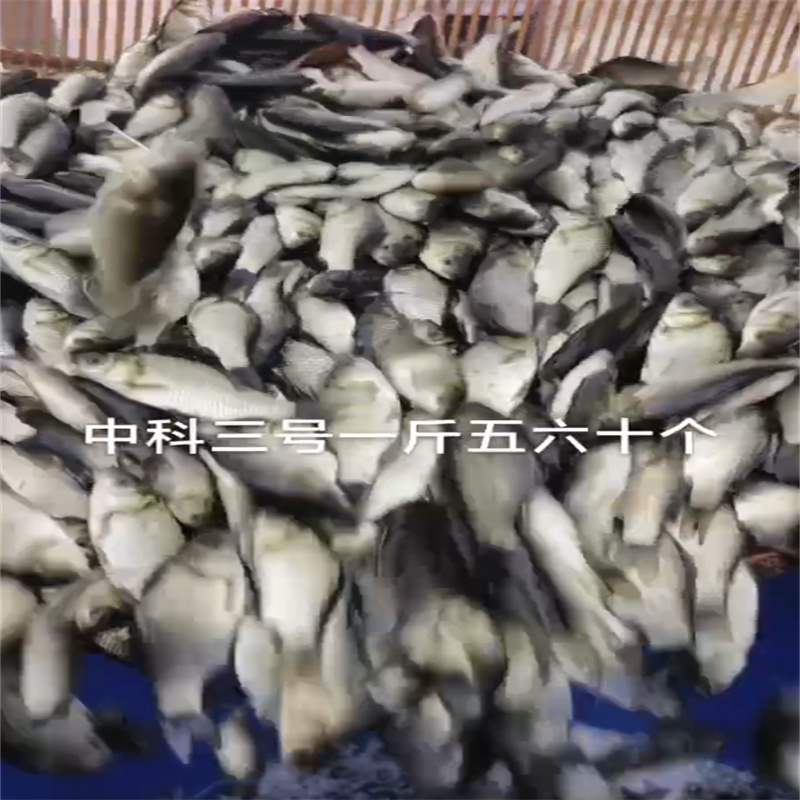 乐山放生之鱼，共绘生态新画卷-- 乐山鱼苗养殖专业合作社