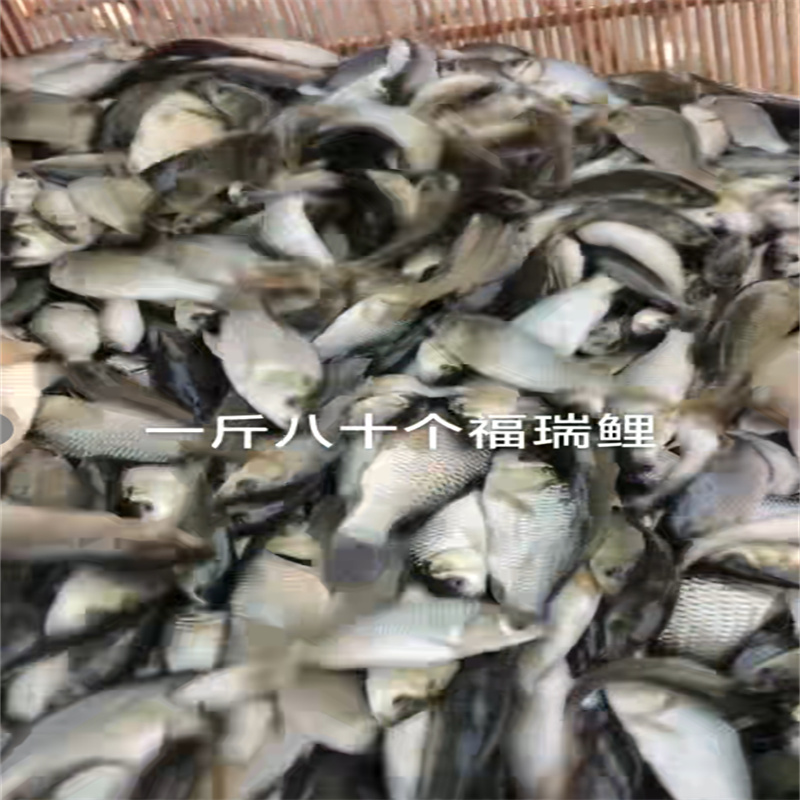 乐山观赏鱼美，畅享水族新体验-- 乐山鱼苗养殖专业合作社