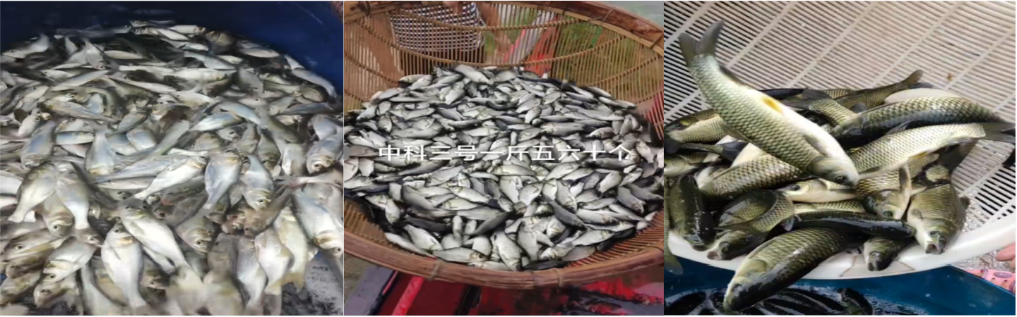 乐山鱼苗养殖专业合作社