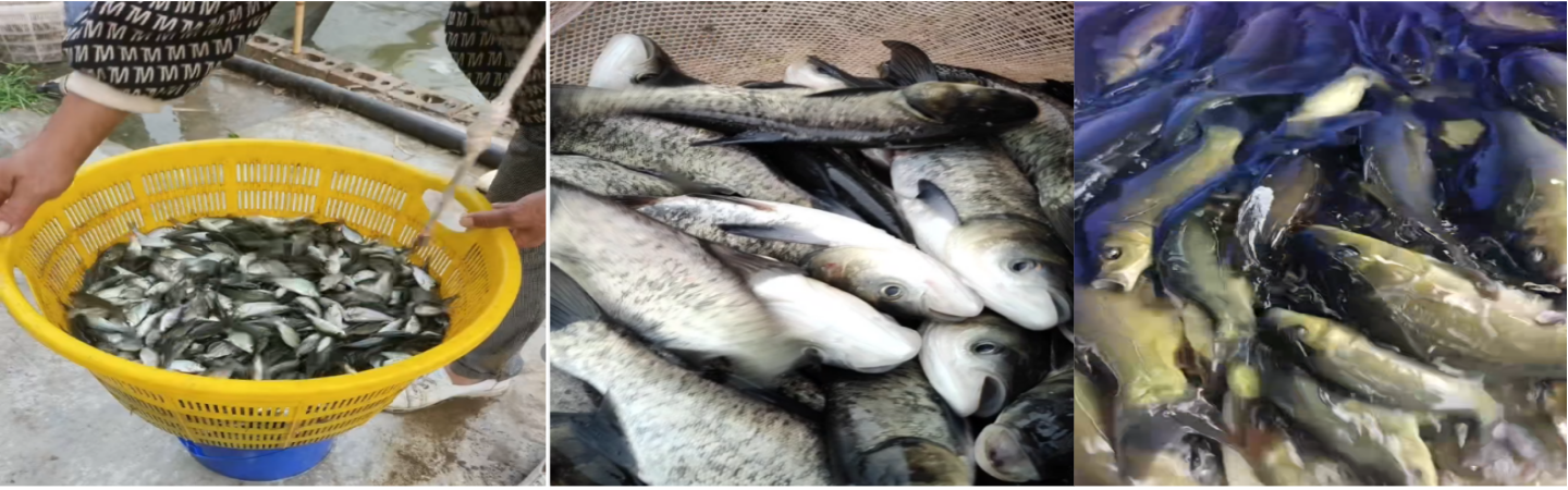 乐山鱼苗养殖专业合作社