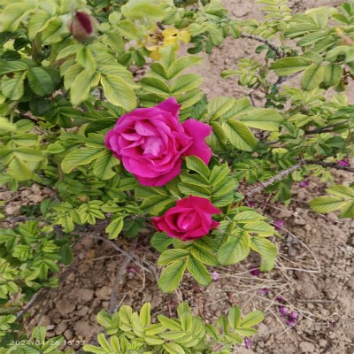 平阴丰花玫瑰，芬芳馥郁醉心田
