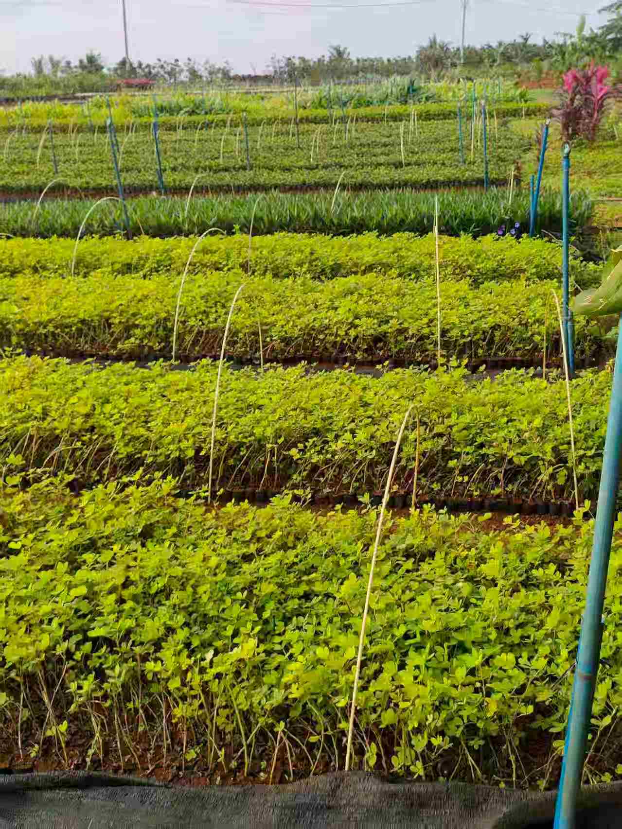 海口绿化苗木基地 种植各种地被小苗花灌木乔木-- 海南绿化苗木基地