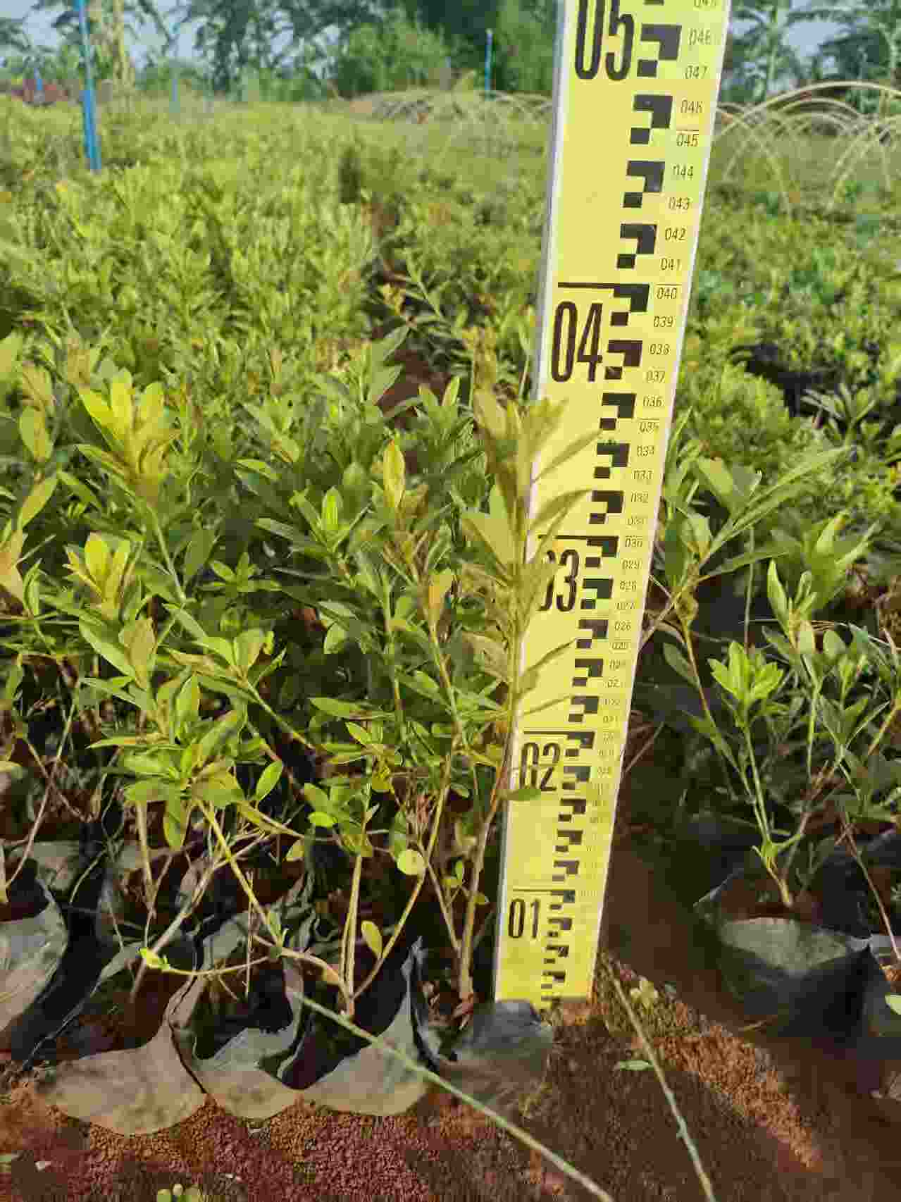 海南园林绿化苗木种植基地-- 海南绿化苗木基地