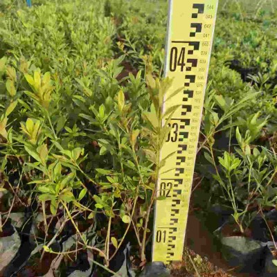 海南园林绿化苗木种植基地