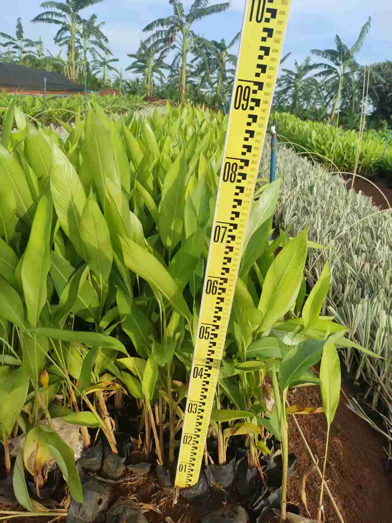 海口地被小苗 是园林景观中常用的绿化材料-- 海南绿化苗木基地