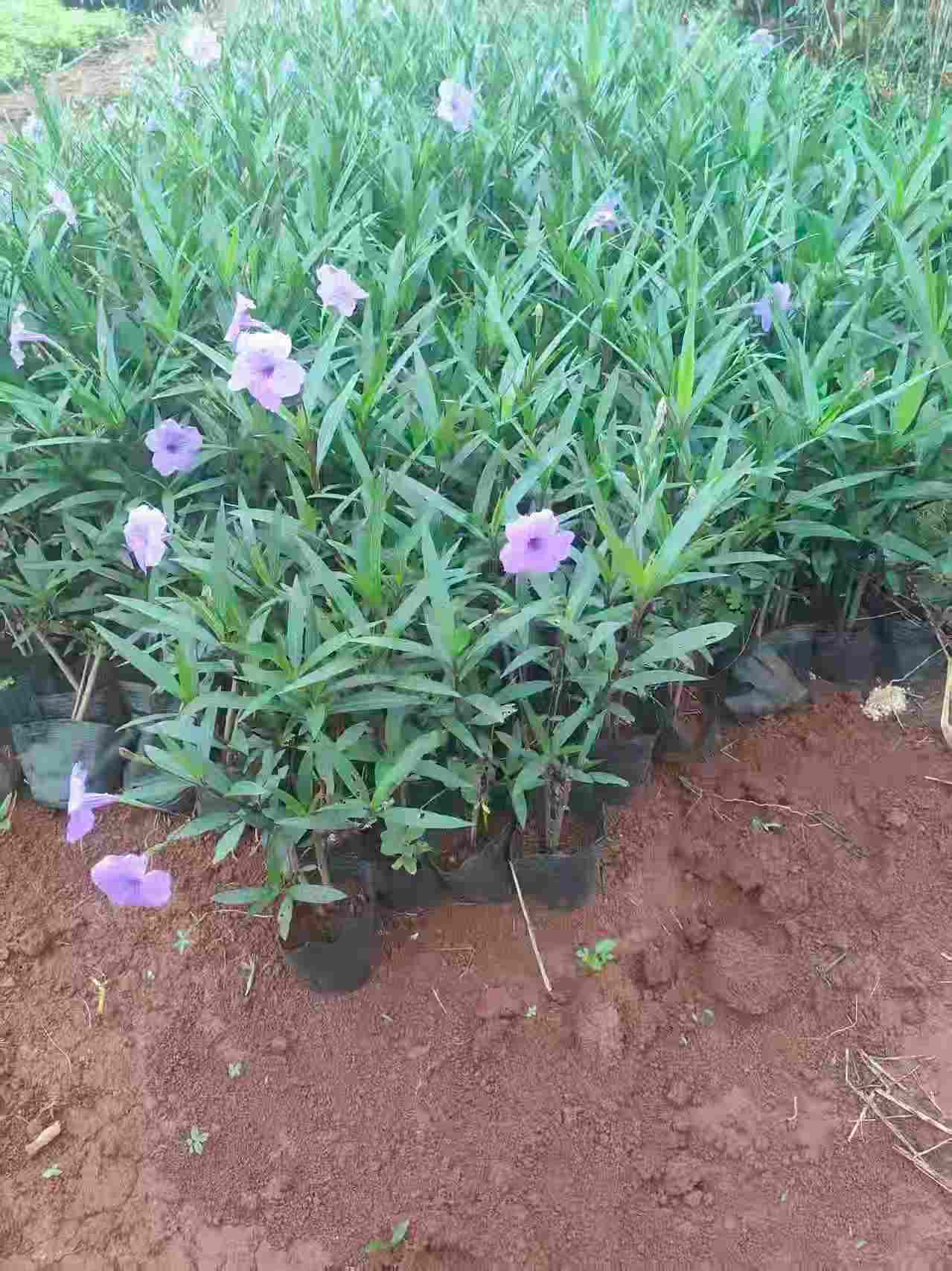 海口翠芦莉种植基地-- 海南绿化苗木基地