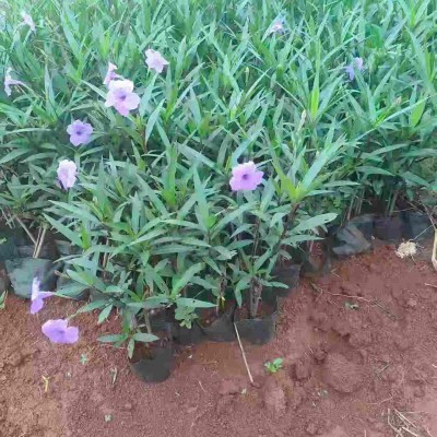 海口翠芦莉种植基地