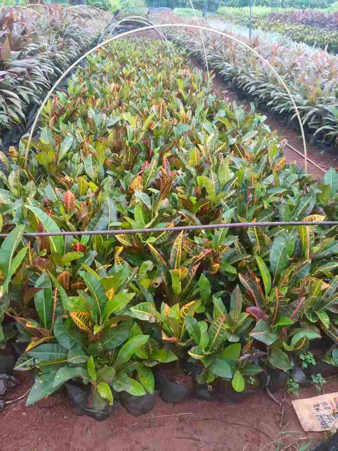 海口变叶木小苗批发-- 海南绿化苗木基地