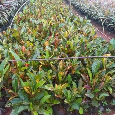 海口变叶木小苗批发