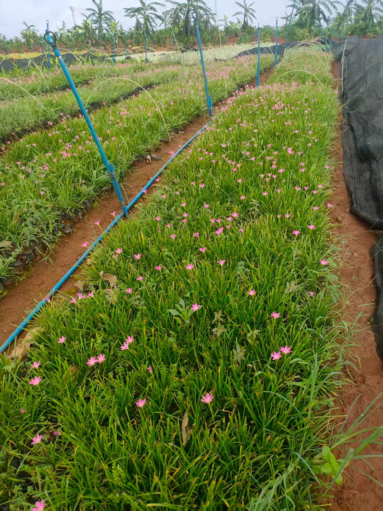 海口红花葱兰基地-- 海南绿化苗木基地