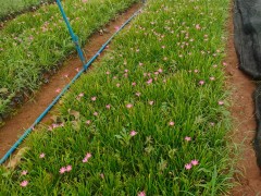 海口红花葱兰批发