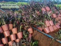 海口朱焦基地批发