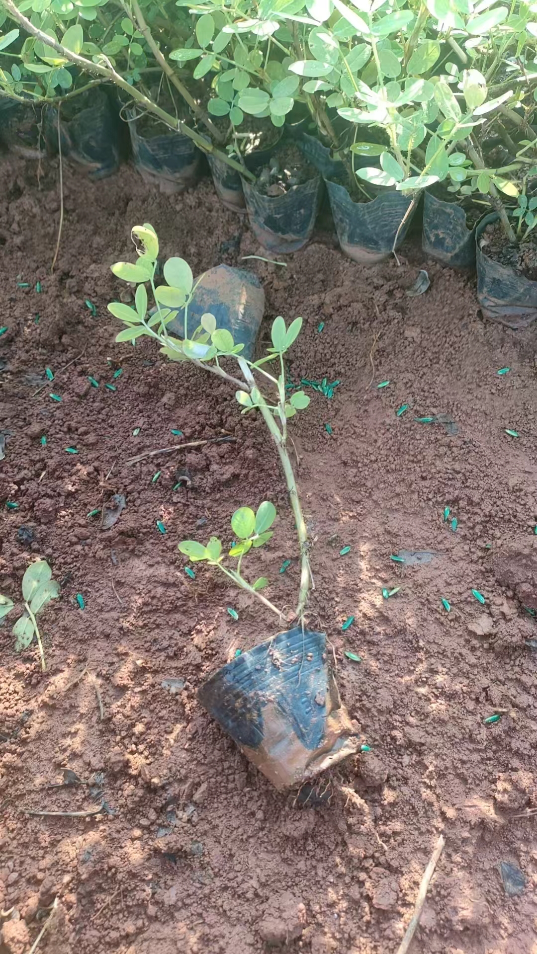 海口假花生种植基地-- 海南绿化苗木基地