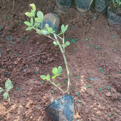 海口假花生种植基地