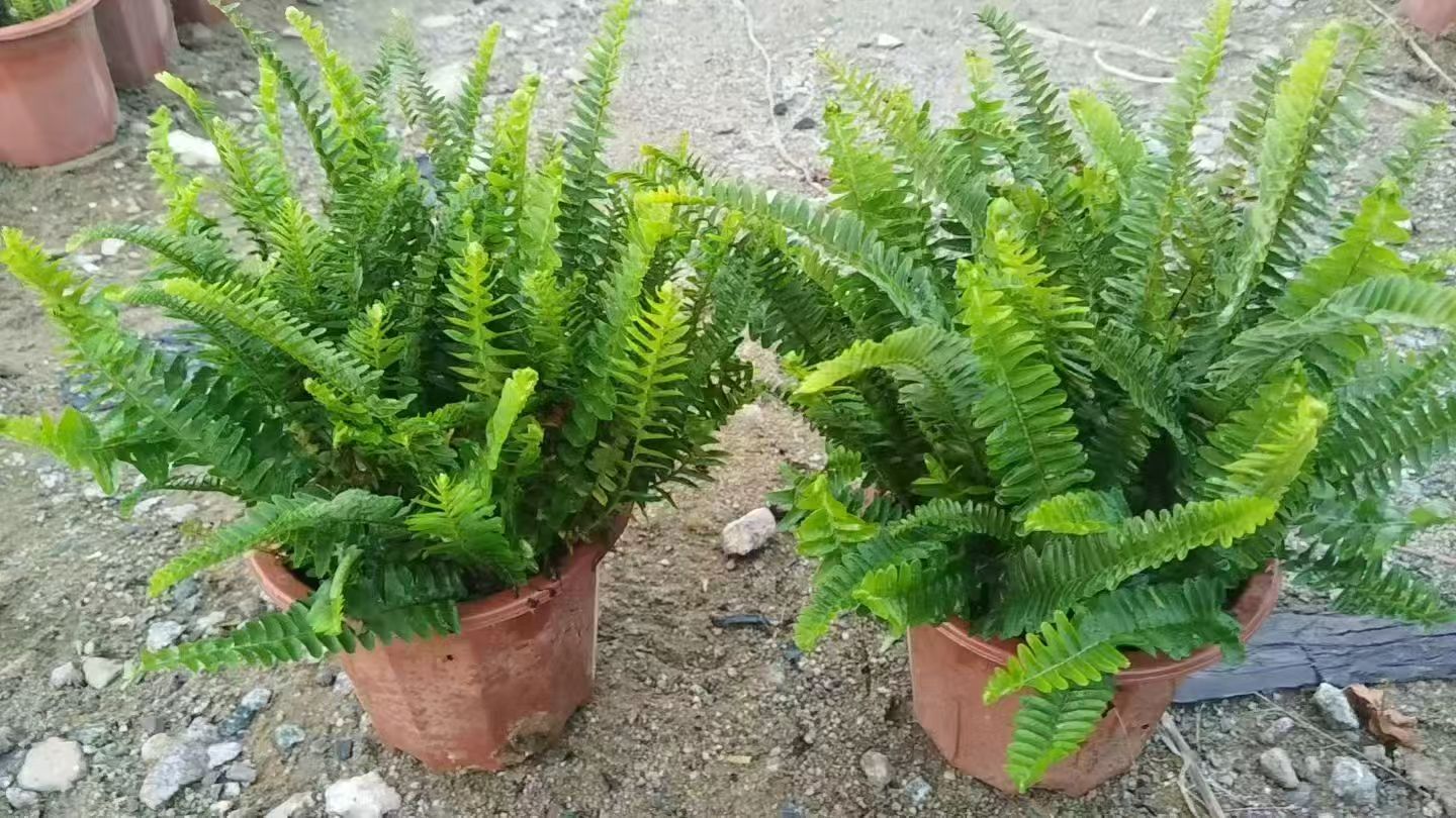 海南地被小苗种植基地-- 海南绿化苗木基地