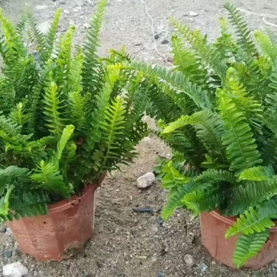 海南地被小苗种植基地