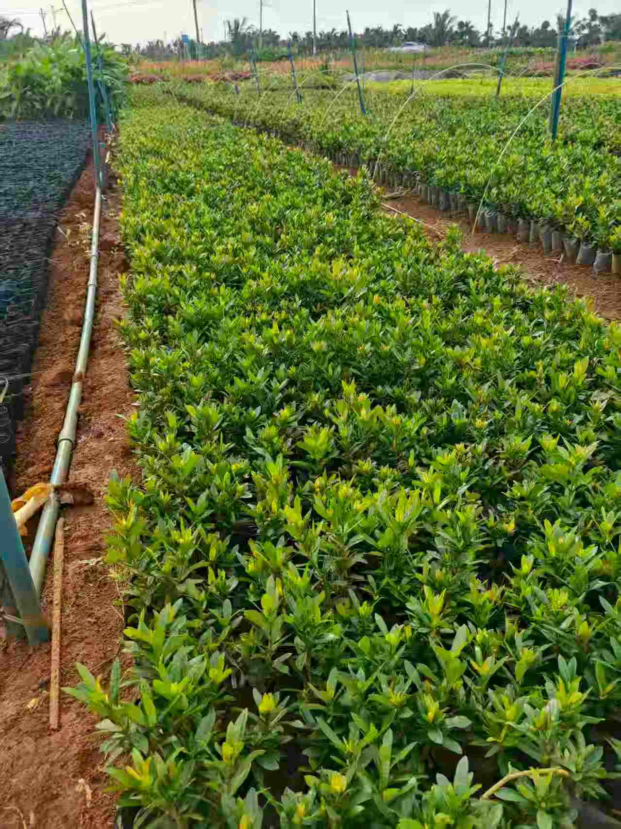 海口园林绿化小苗批发-- 海南绿化苗木基地