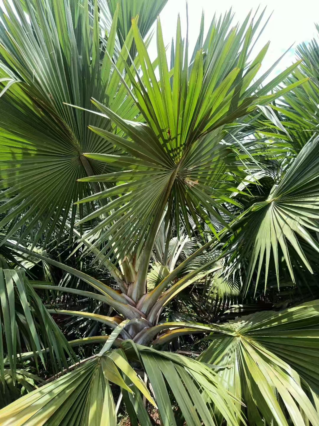 海口灌木种植基地 霸王榈 蒲葵 旅人焦-- 海南绿化苗木基地