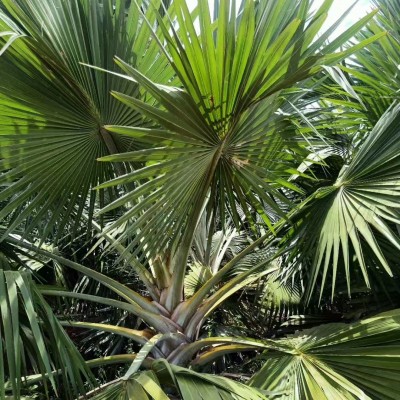 海口灌木种植基地 霸王榈 蒲葵 旅人