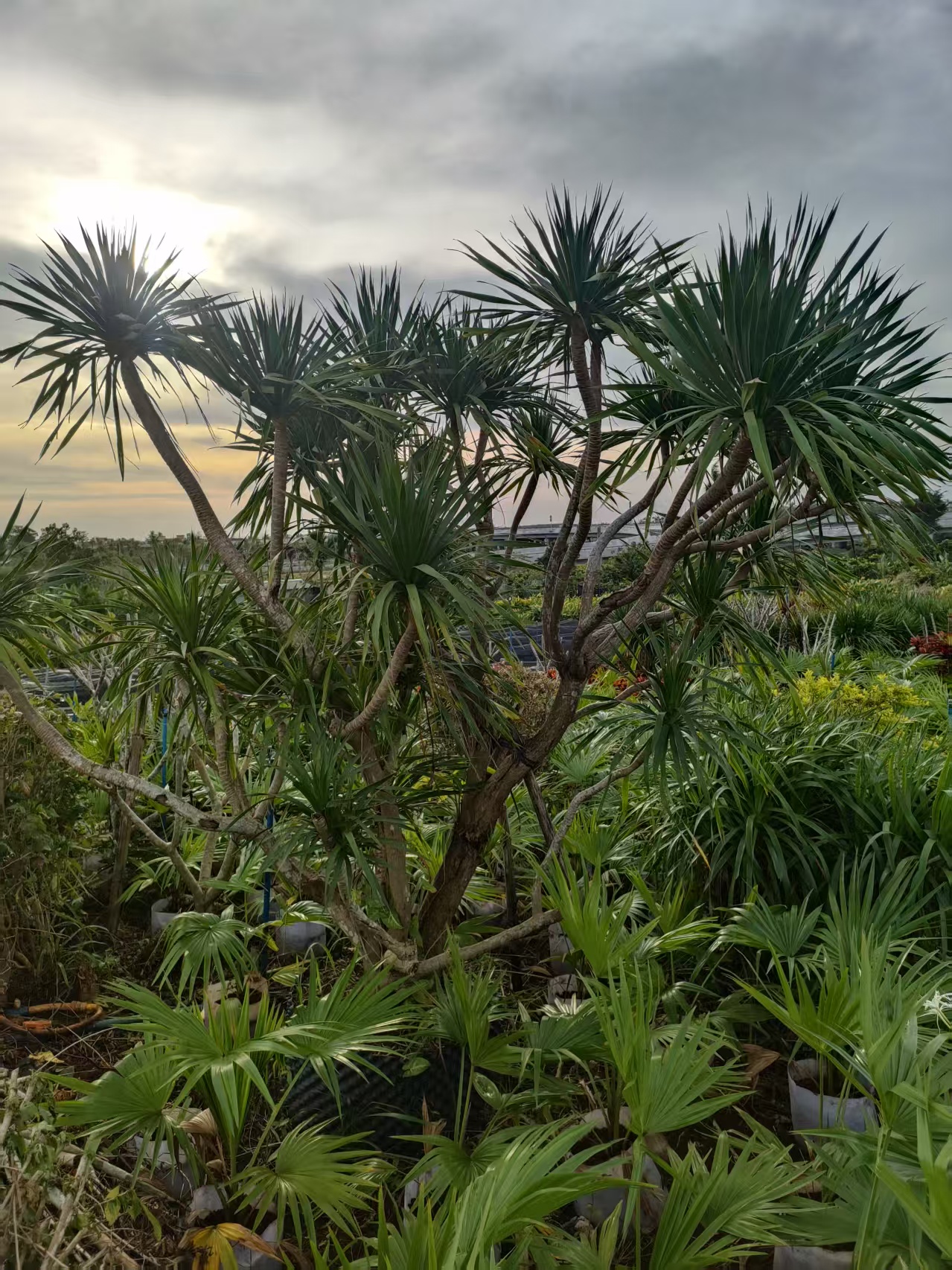 海口花灌木种植基地  造型龙血树 春雨 龙血树-- 海南绿化苗木基地