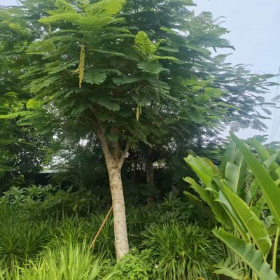 海口大乔木种植基地 凤凰树 木棉树 