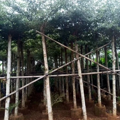 海口乔木批发 小叶榄仁 椰子树 芒果