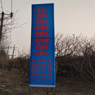 北京果树苗木：四季丰收的绿色宝藏