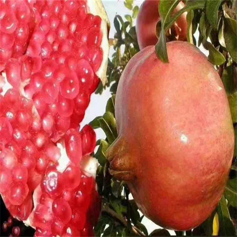 北京石榴树：红宝石般的甜蜜馈赠