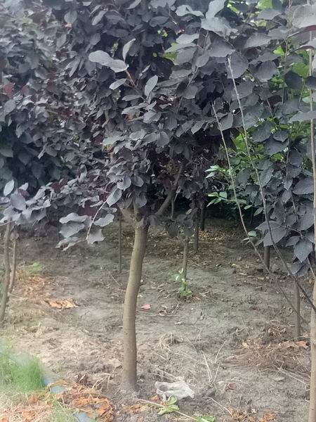 哈尔滨苗圃：繁花似锦，孕育自然生机