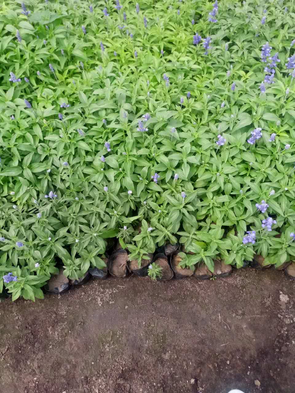 哈尔滨花卉：缤纷绽放，点亮城市色彩