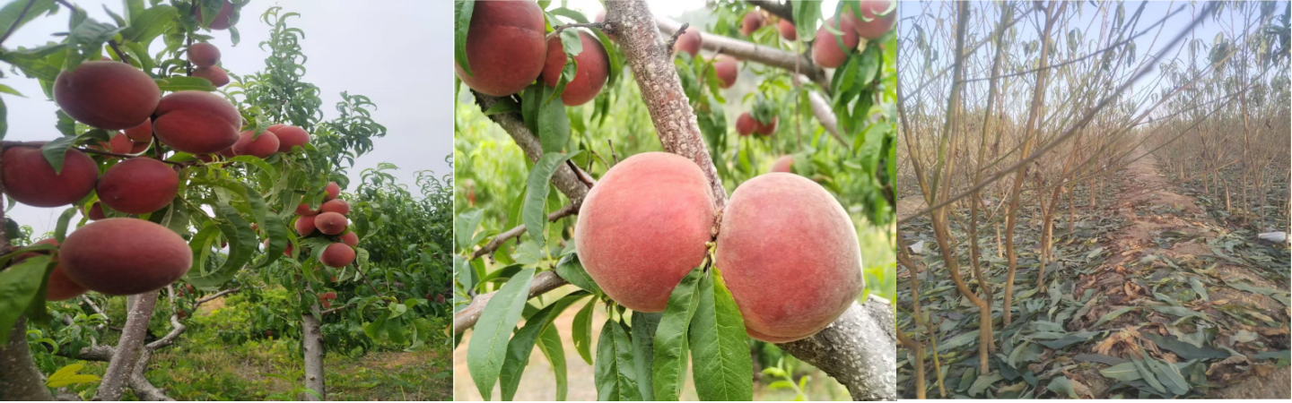 邹城顺新苗木种植合作社