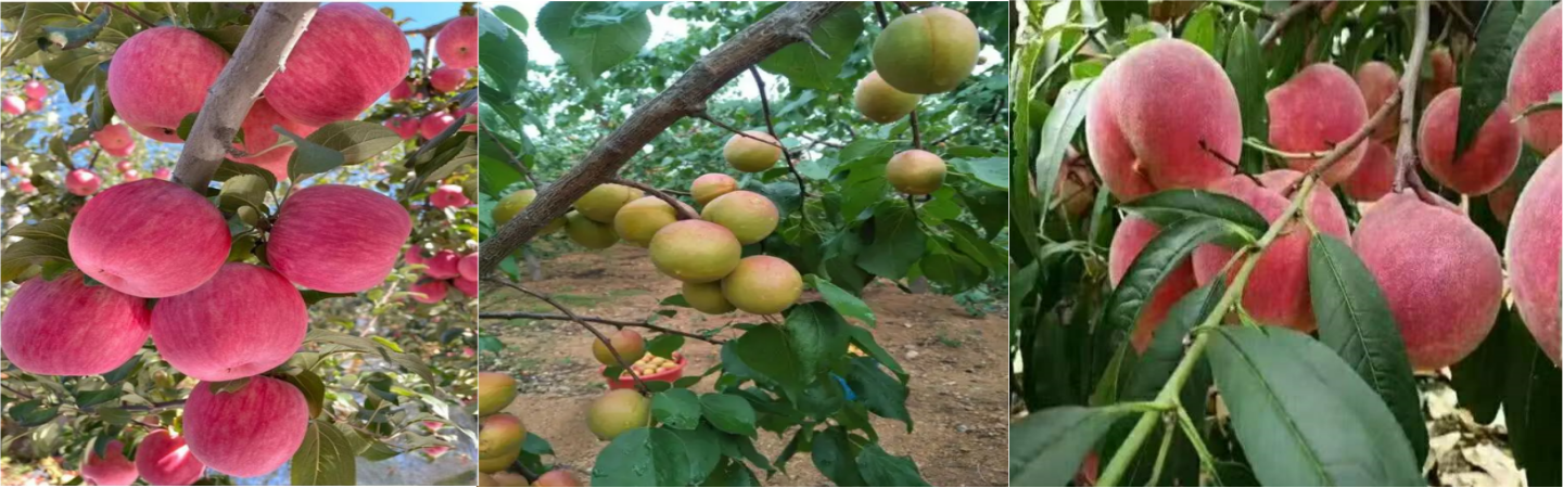 邹城顺新苗木种植合作社