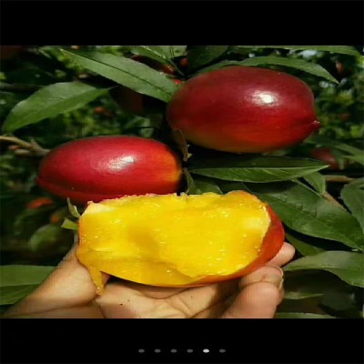 邹城果香飘四季，桃树苗优育新篇