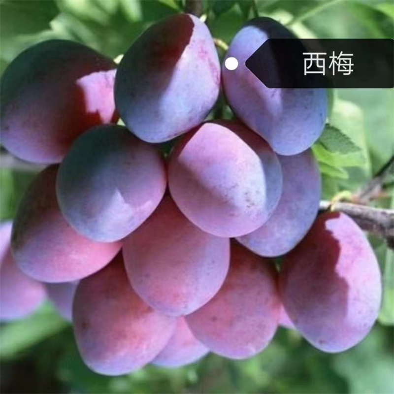 北京果树：四季流转中的自然馈赠