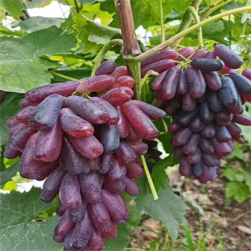 北京果树苗木：绿动京城的生态之选