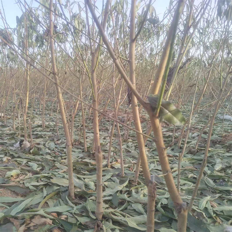 邹城果树：绿动山川的生态画卷-- 邹城顺新苗木种植合作社