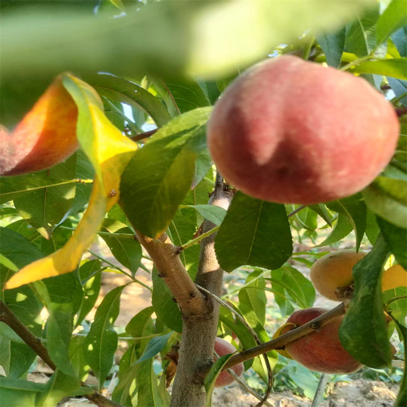 探秘邹城：果树繁茂的生态秘境