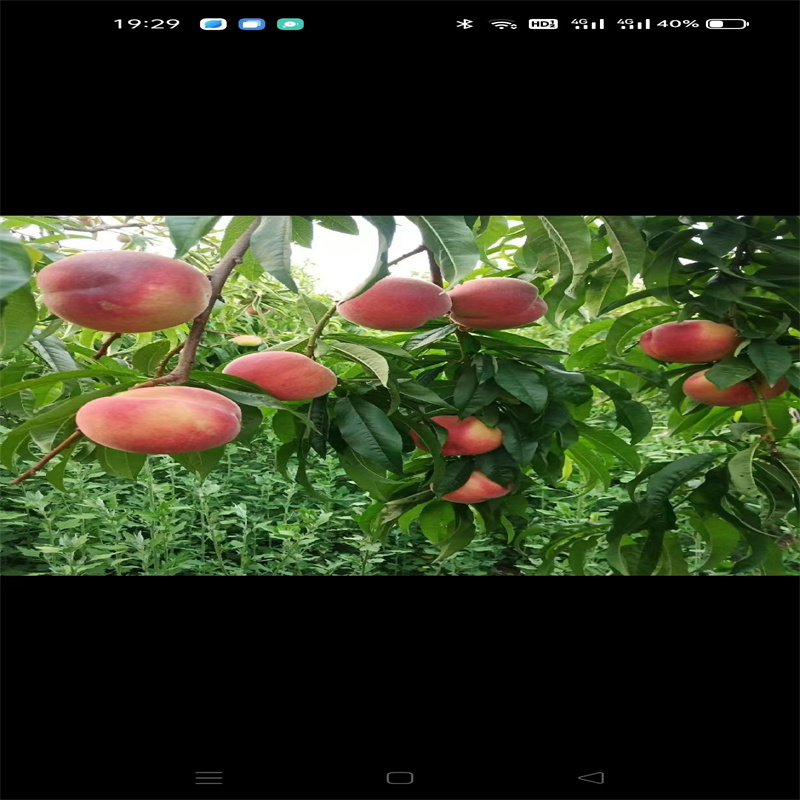 邹城果树：四季轮回中的自然诗篇-- 邹城顺新苗木种植合作社