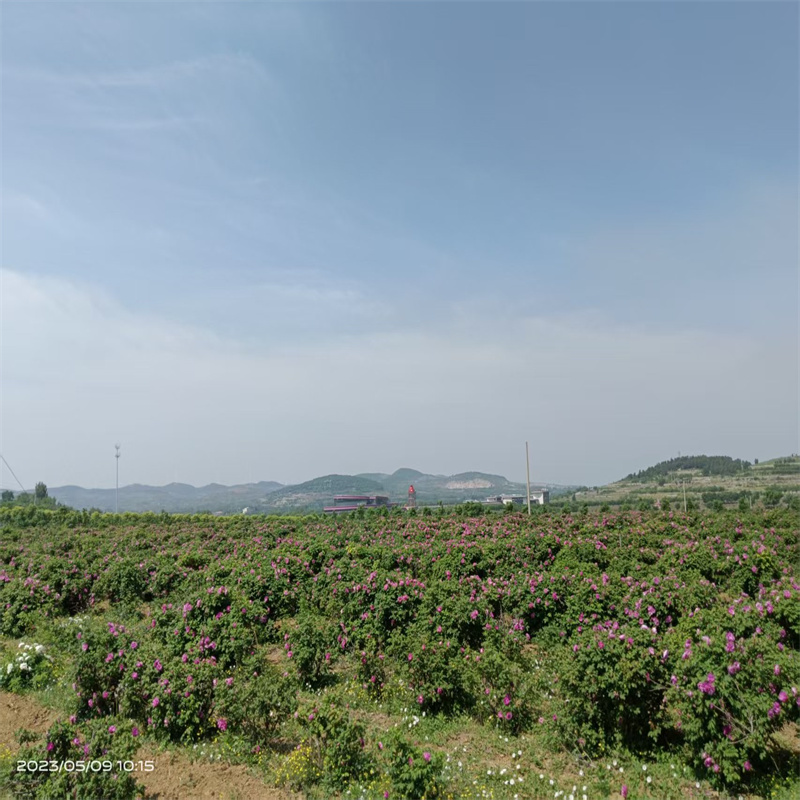 平阴丰花玫瑰：馥郁芬芳，绽放浪漫之约
