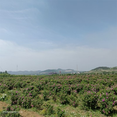 平阴丰花玫瑰：馥郁芬芳，绽放浪漫之