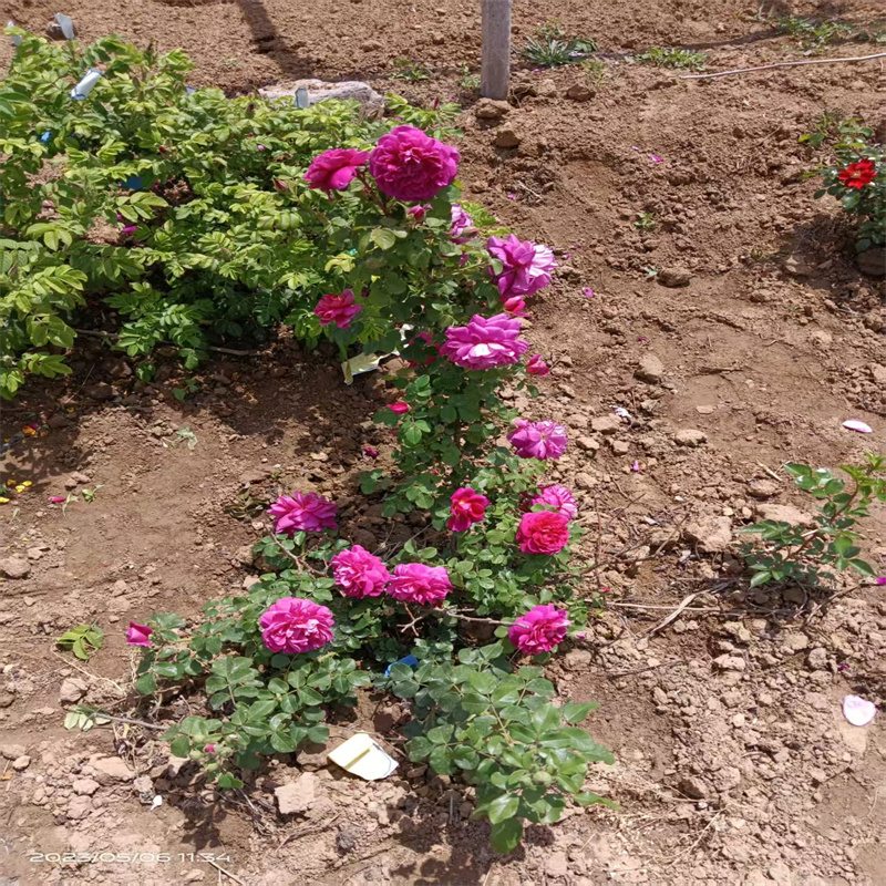 平阴四季玫瑰：岁岁常绽，四季皆染芬芳色