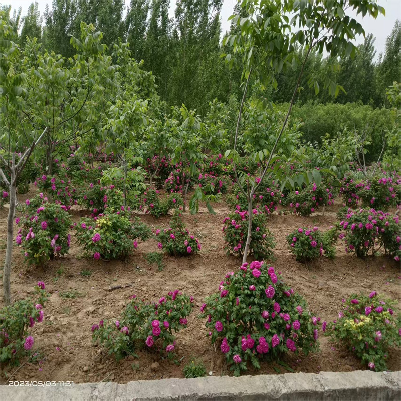 平阴一号玫瑰：独特风姿，引领玫瑰新风尚