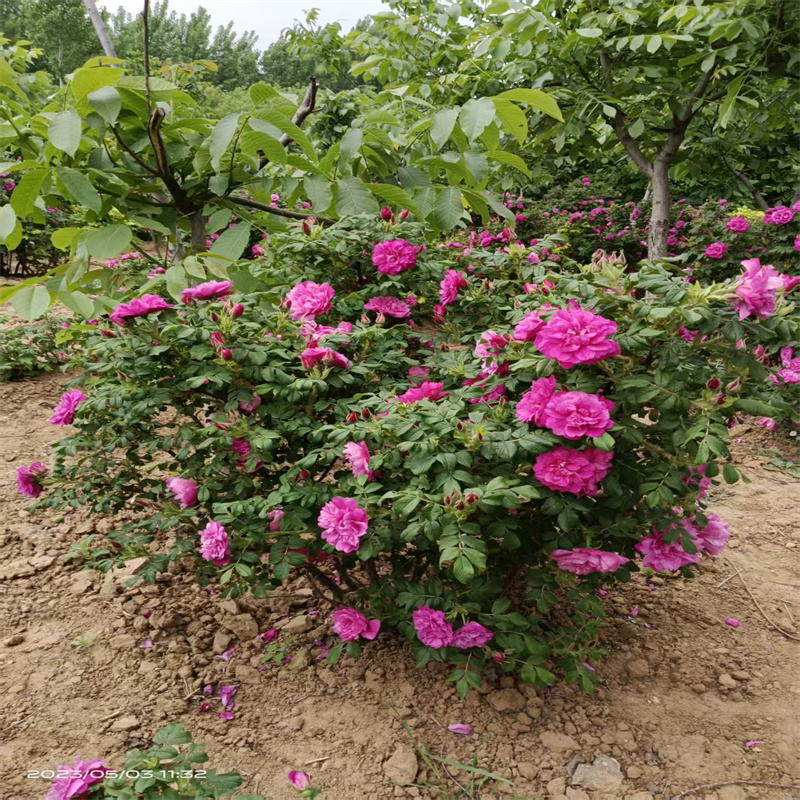 探秘平阴：丰花玫瑰铺就的芬芳之路
