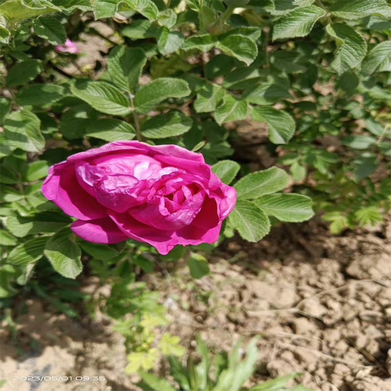 平阴四季玫瑰：花开不败，演绎浪漫传奇