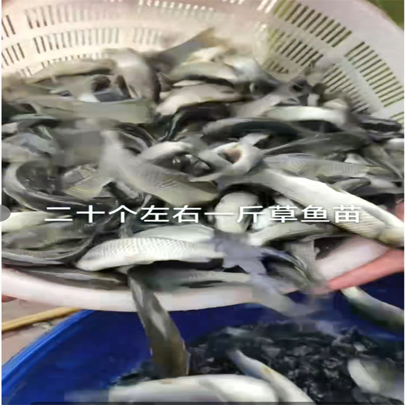 乐山鱼苗：生态繁育，活力无限