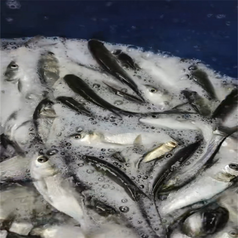 乐山好鱼苗，畅游新水域