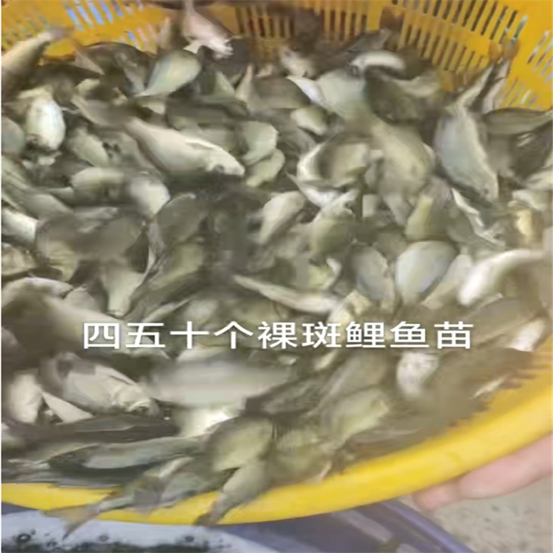 乐山放生鱼，守护水域生态