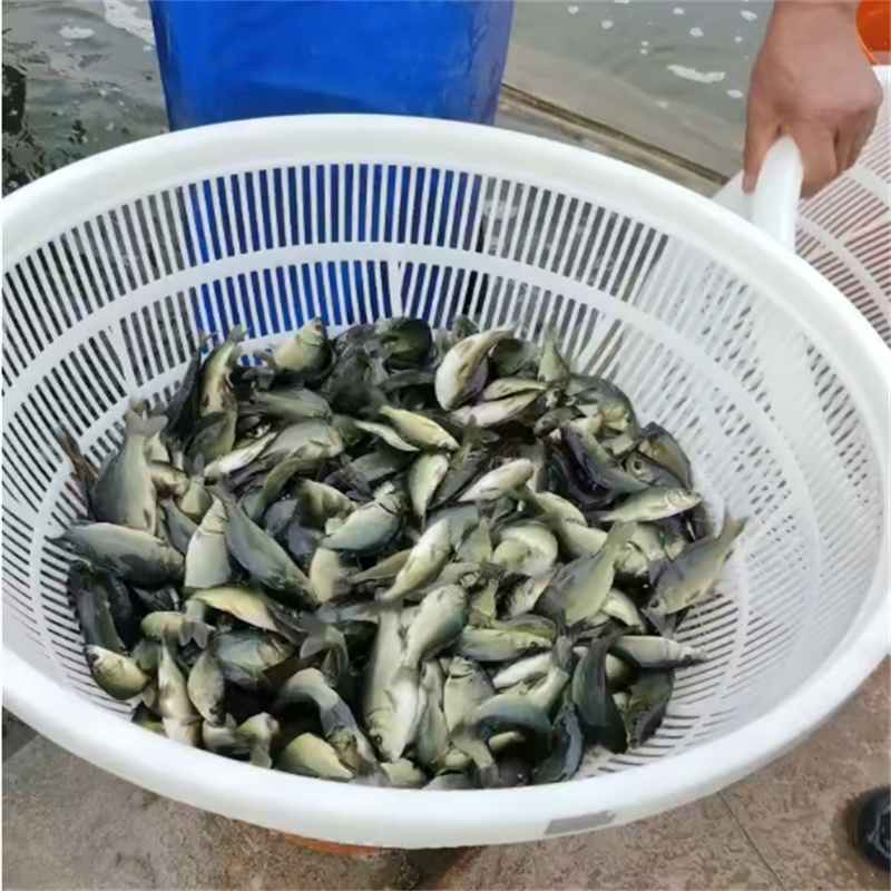 乐山优质鱼苗，开启养殖新篇